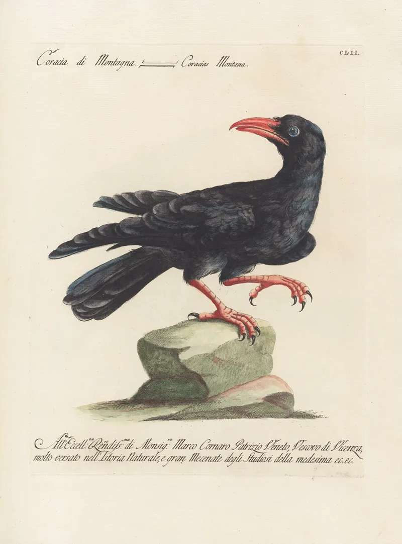 Ornithologia Methodice Digesta Pl 149 Wall Art by Saverio Manetti - High-Resolution Digital Print