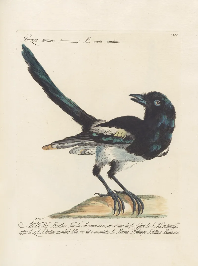 Ornithologia Methodice Digesta Pl 152 Wall Art by Saverio Manetti - High-Resolution Digital Print