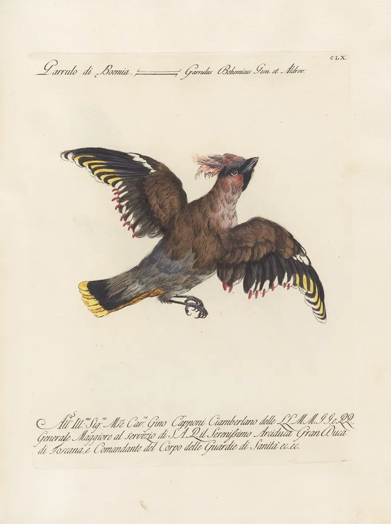 Ornithologia Methodice Digesta Pl 155 Wall Art by Saverio Manetti - High-Resolution Digital Print