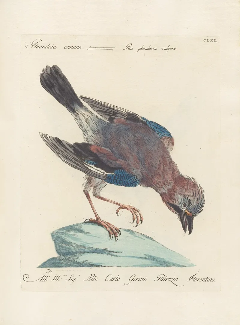 Ornithologia Methodice Digesta Pl 156 Wall Art by Saverio Manetti - High-Resolution Digital Print