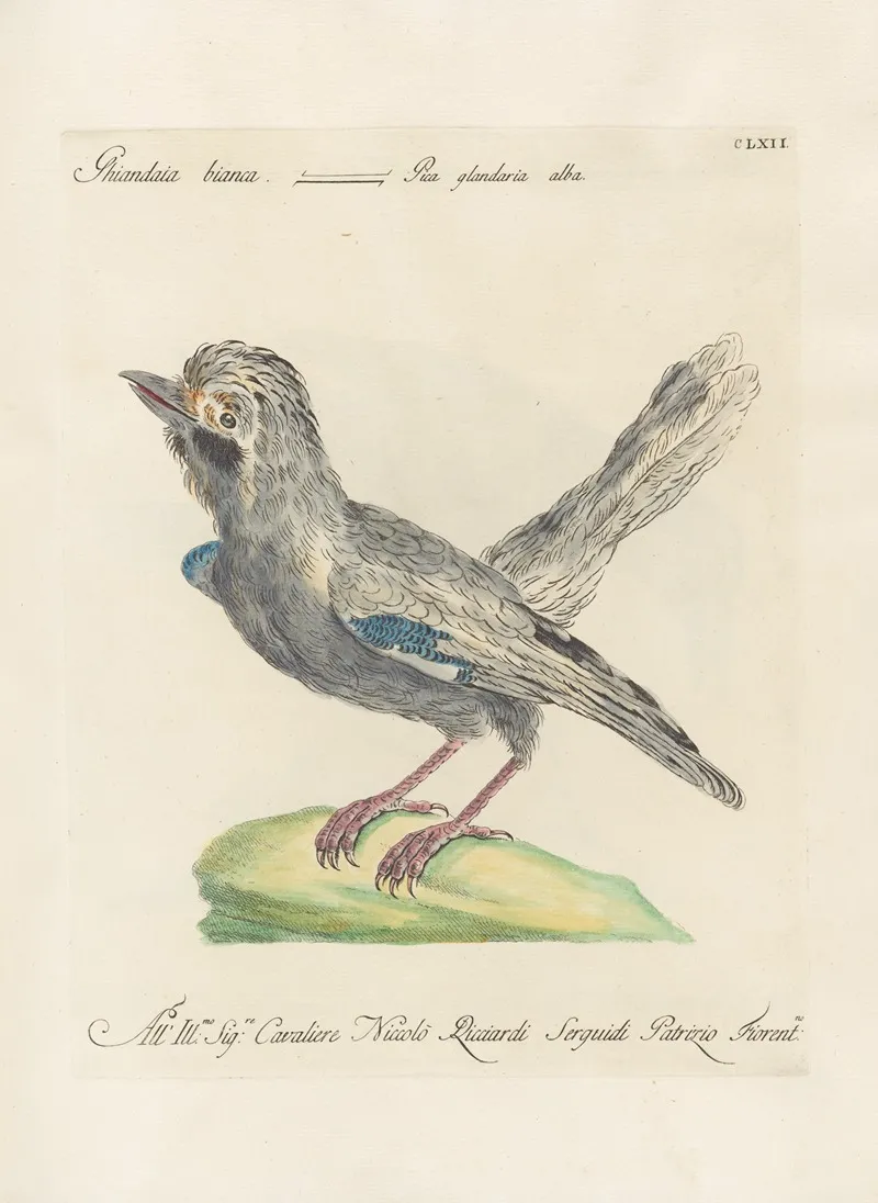 Ornithologia Methodice Digesta Pl 157 Wall Art by Saverio Manetti - High-Resolution Digital Print
