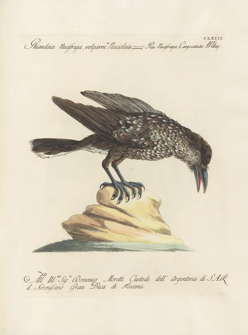 Ornithologia Methodice Digesta Pl 158 Wall Art by Saverio Manetti - High-Resolution Digital Print