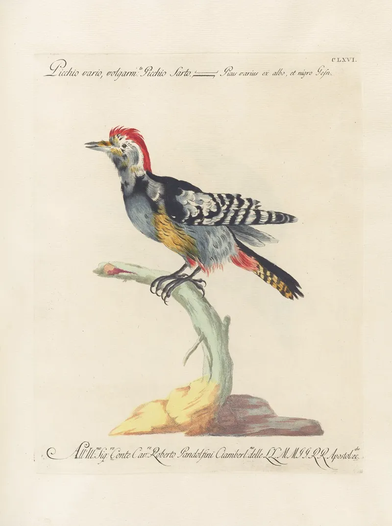 Ornithologia Methodice Digesta Pl 161 Wall Art by Saverio Manetti - High-Resolution Digital Print