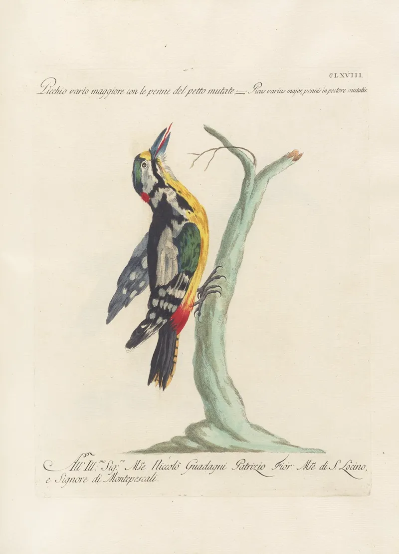 Ornithologia Methodice Digesta Pl 163 Wall Art by Saverio Manetti - High-Resolution Digital Print