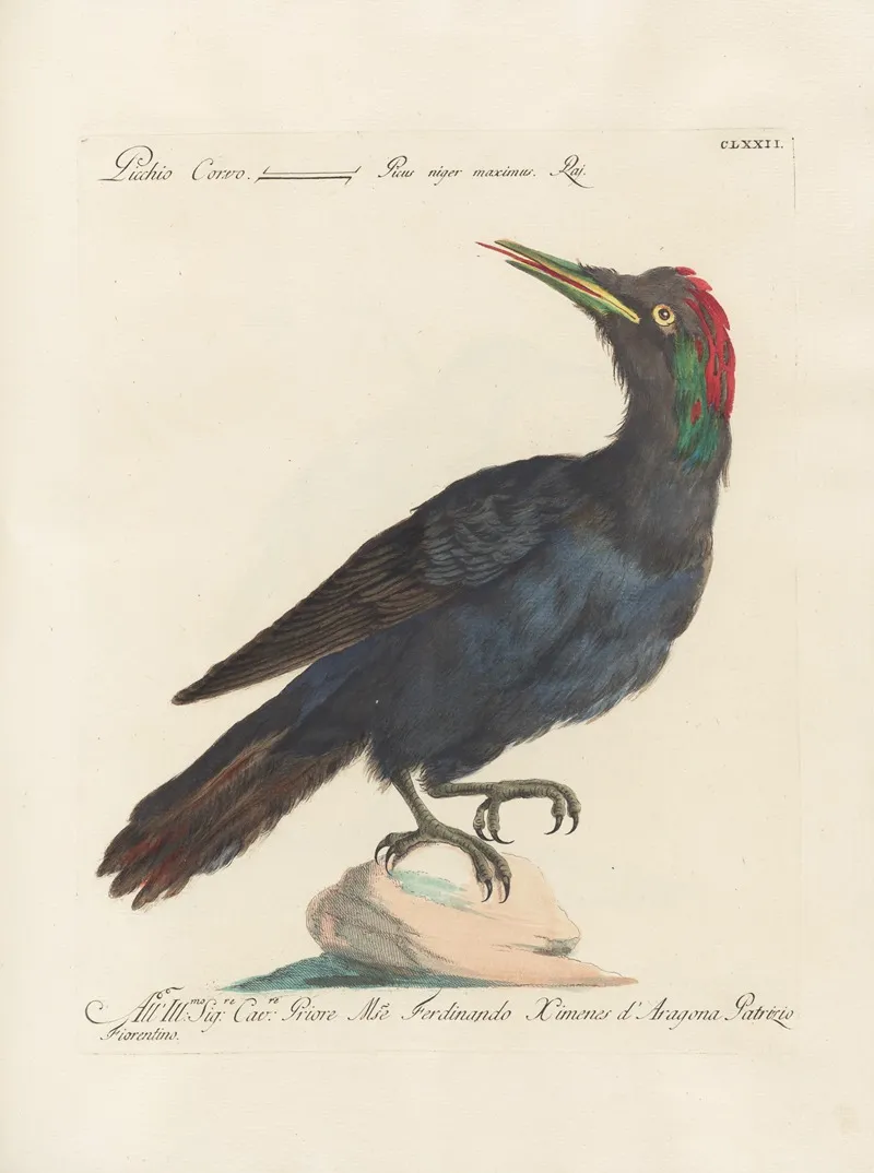 Ornithologia Methodice Digesta Pl 165 Wall Art by Saverio Manetti - High-Resolution Digital Print