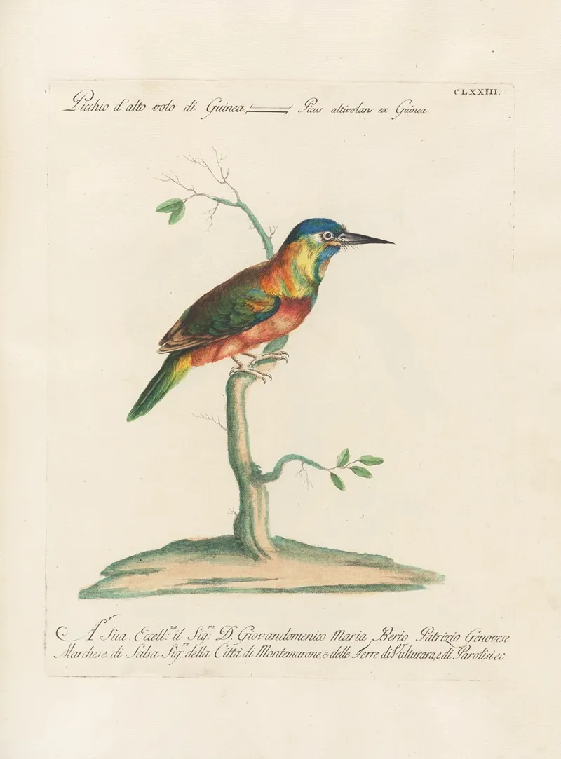 Ornithologia Methodice Digesta Pl 166 Wall Art by Saverio Manetti - High-Resolution Digital Print
