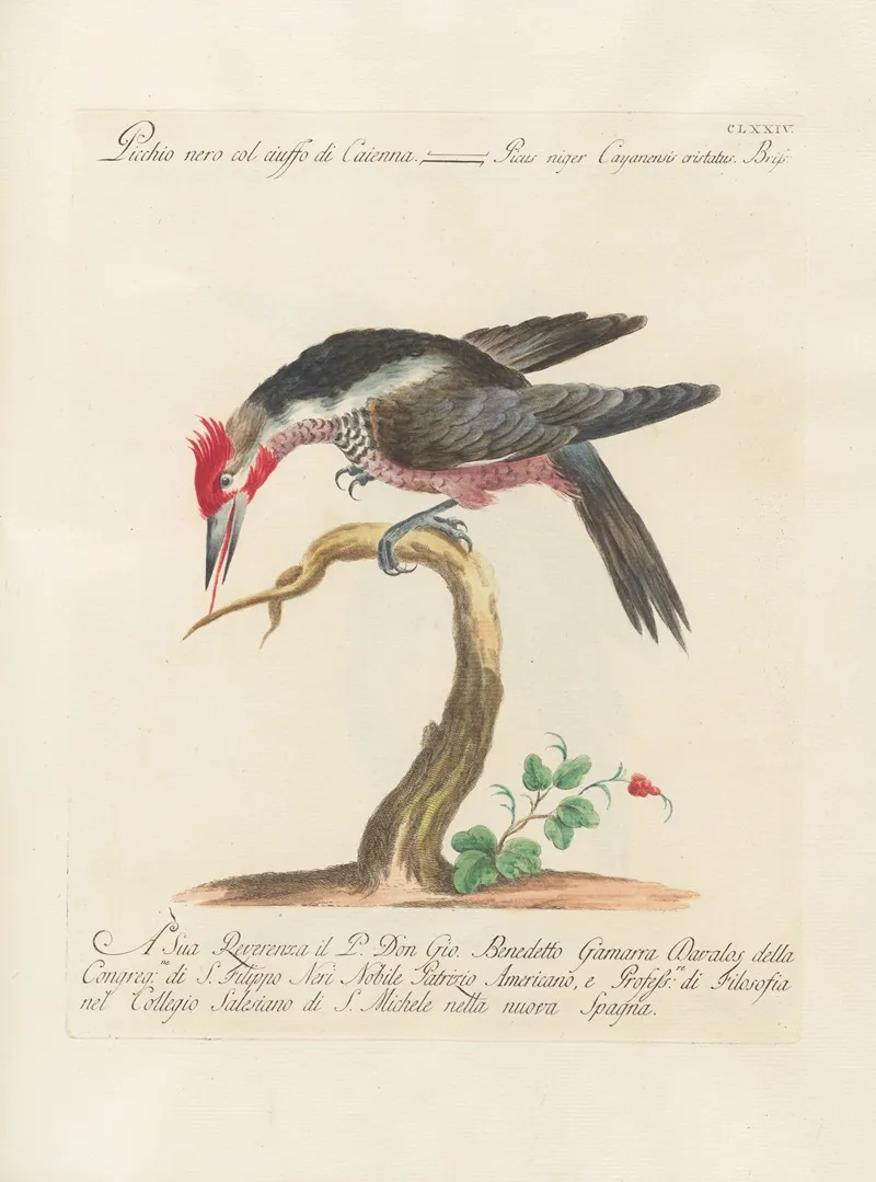 Ornithologia Methodice Digesta Pl 167 Wall Art by Saverio Manetti - High-Resolution Digital Print