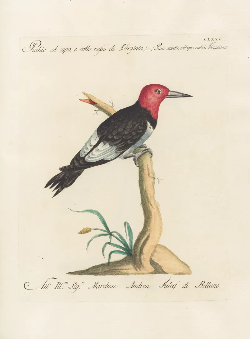 Ornithologia Methodice Digesta Pl 169 Wall Art by Saverio Manetti - High-Resolution Digital Print