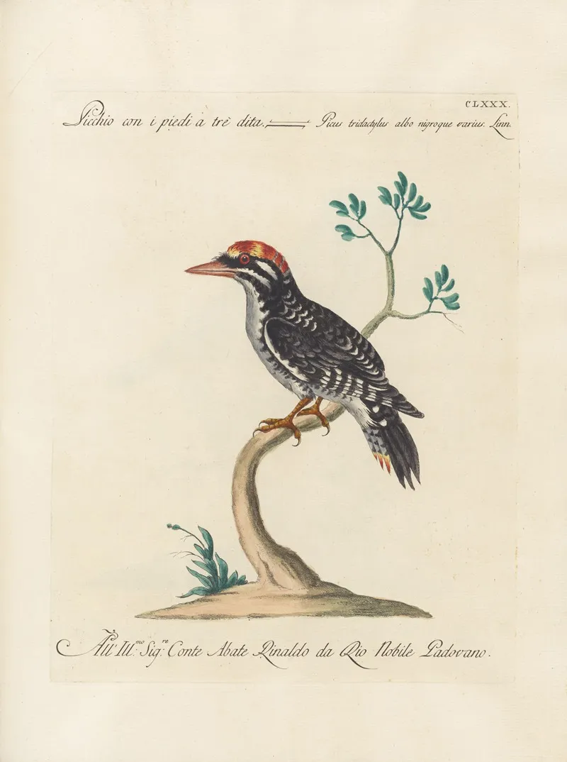 Ornithologia Methodice Digesta Pl 173 Wall Art by Saverio Manetti - High-Resolution Digital Print