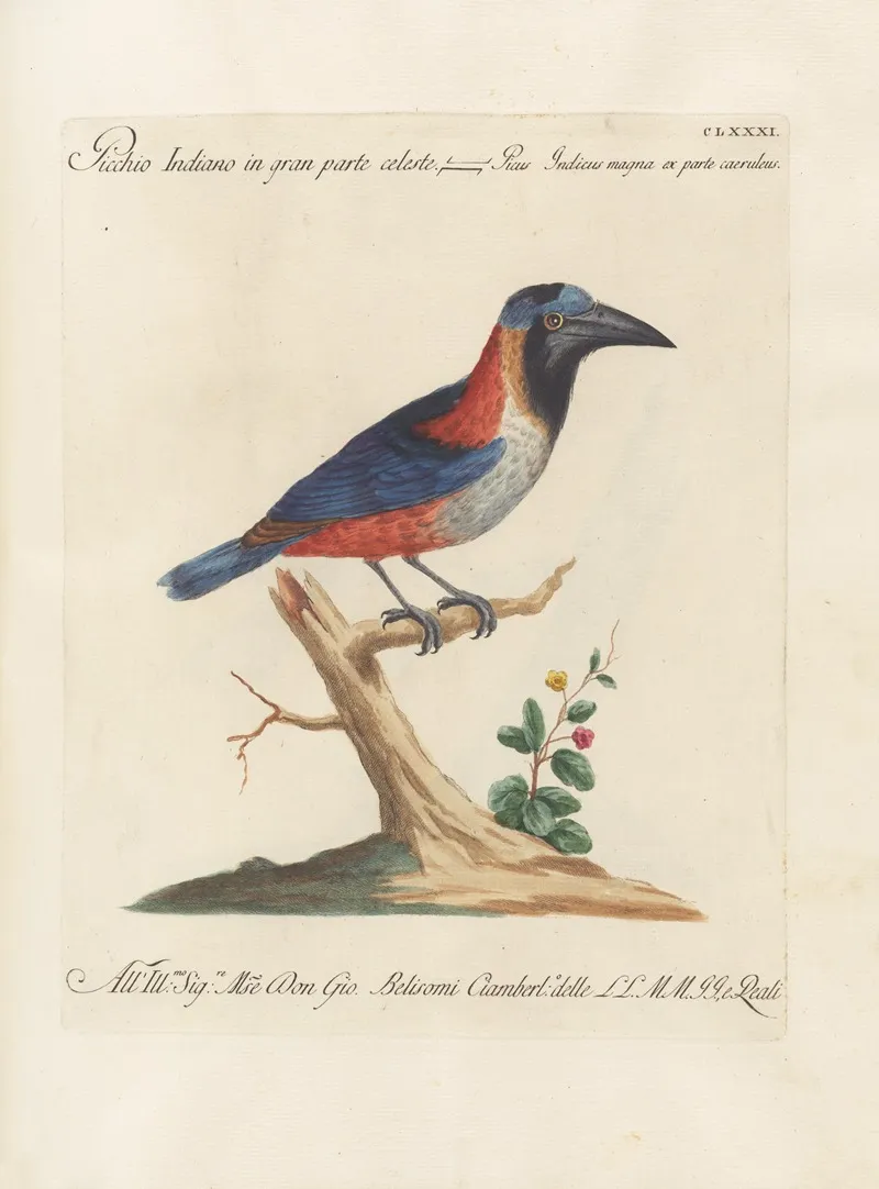 Ornithologia Methodice Digesta Pl 174 Wall Art by Saverio Manetti - High-Resolution Digital Print