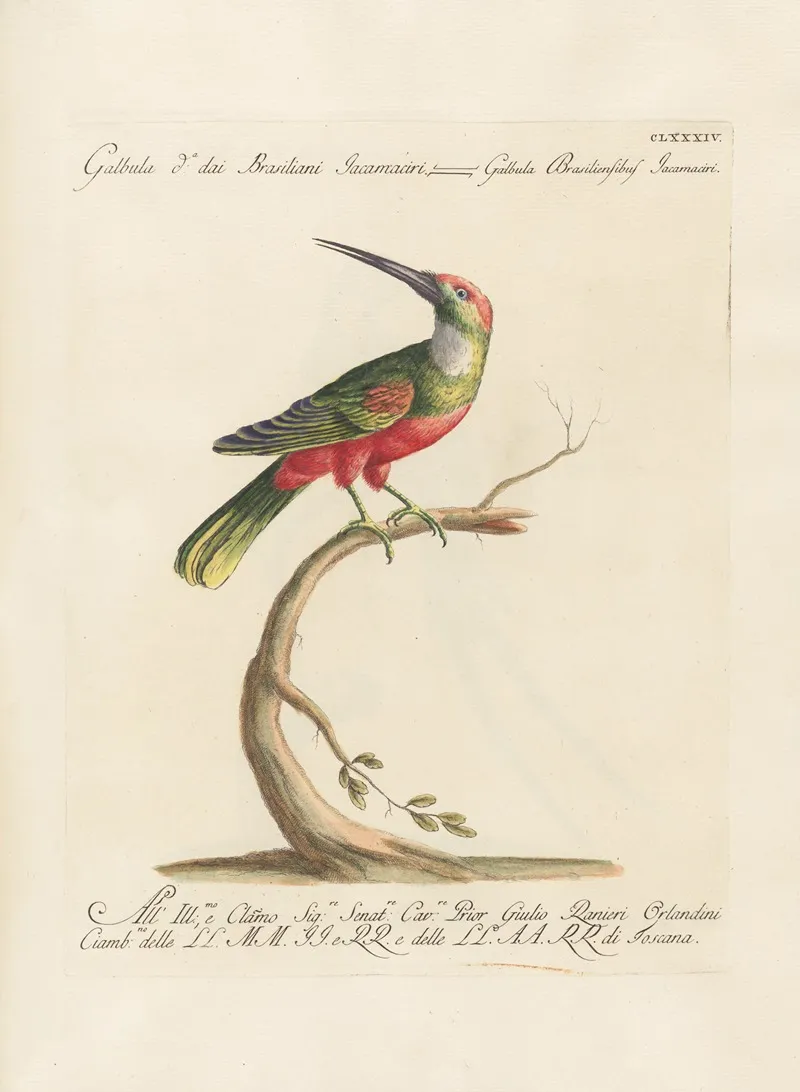 Ornithologia Methodice Digesta Pl 177 Wall Art by Saverio Manetti - High-Resolution Digital Print