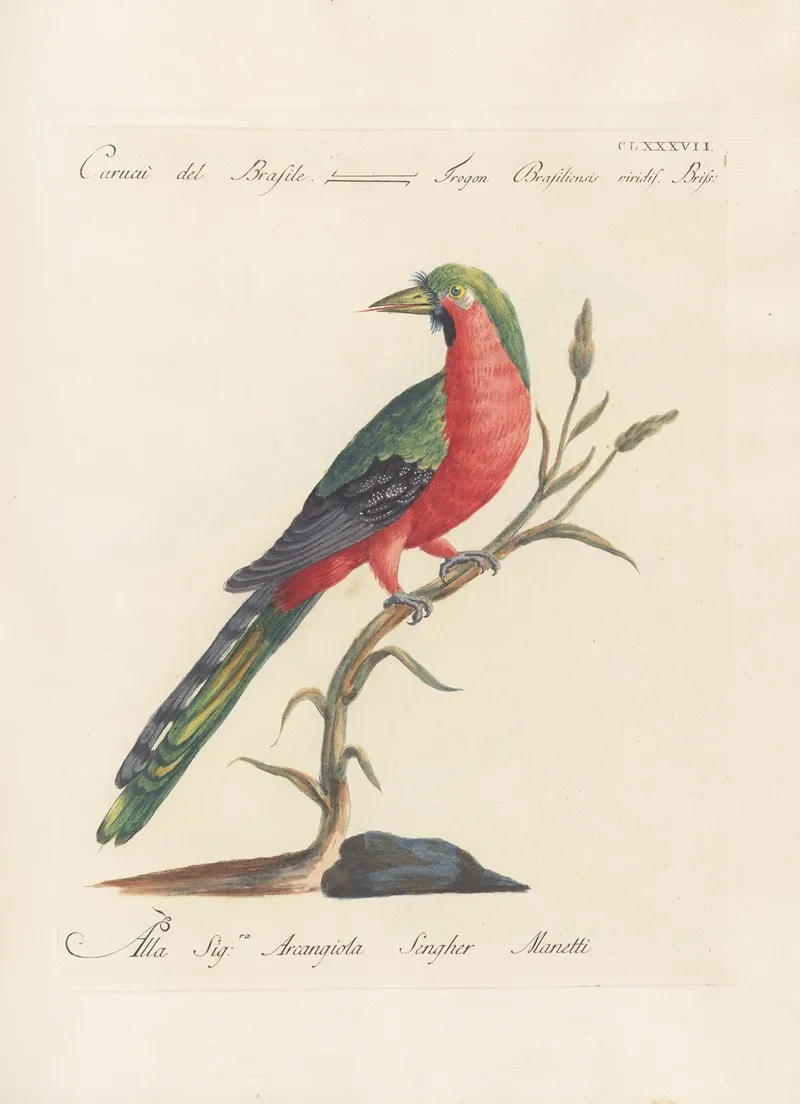 Ornithologia Methodice Digesta Pl 178 Wall Art by Saverio Manetti - High-Resolution Digital Print