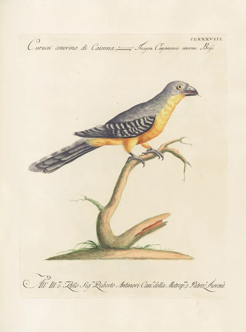 Ornithologia Methodice Digesta Pl 179 Wall Art by Saverio Manetti - High-Resolution Digital Print