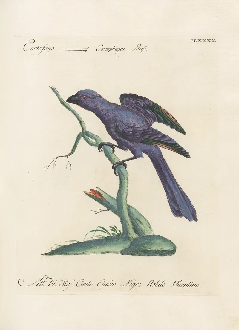 Ornithologia Methodice Digesta Pl 181 Wall Art by Saverio Manetti - High-Resolution Digital Print