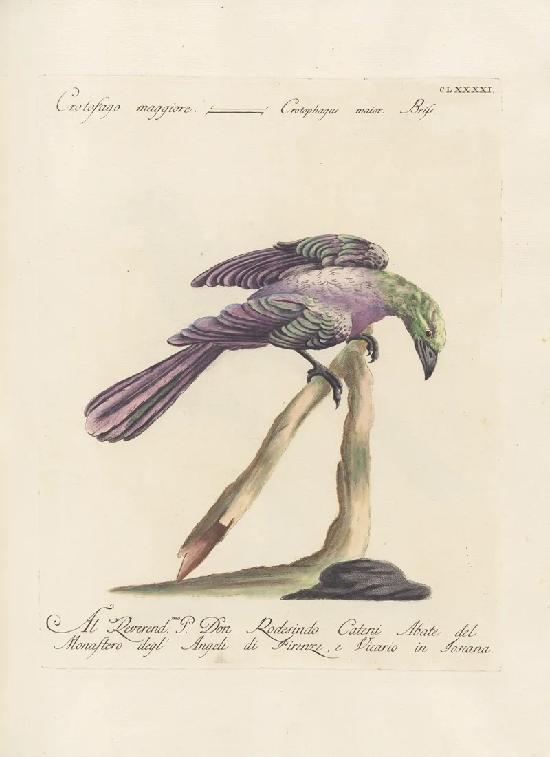 Ornithologia Methodice Digesta Pl 182 Wall Art by Saverio Manetti - High-Resolution Digital Print