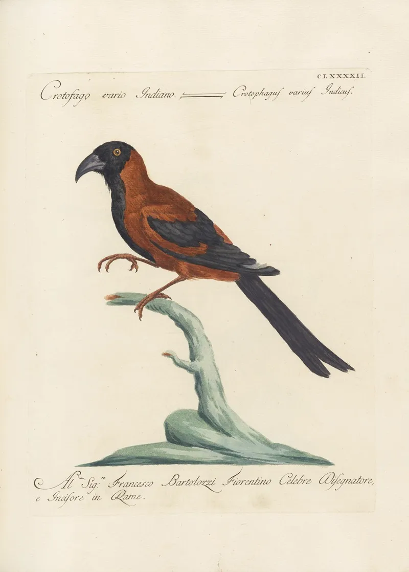 Ornithologia Methodice Digesta Pl 183 Wall Art by Saverio Manetti - High-Resolution Digital Print