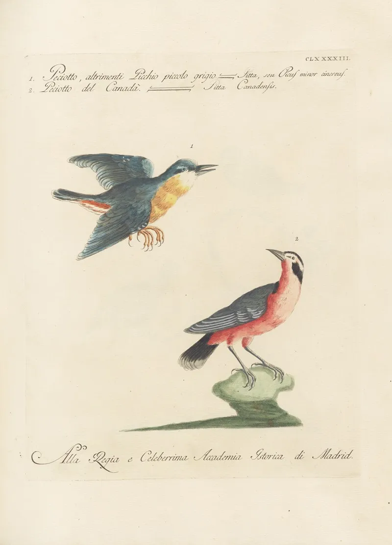 Ornithologia Methodice Digesta Pl 184 Wall Art by Saverio Manetti - High-Resolution Digital Print