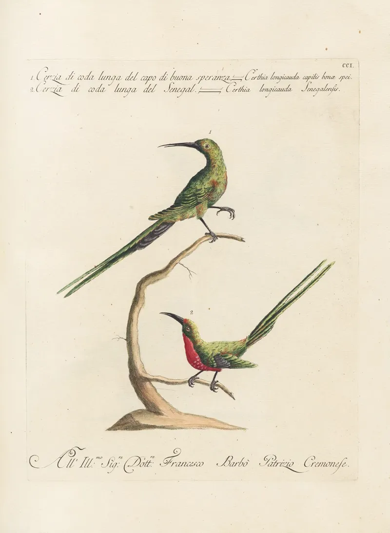 Ornithologia Methodice Digesta Pl 188 Wall Art by Saverio Manetti - High-Resolution Digital Print