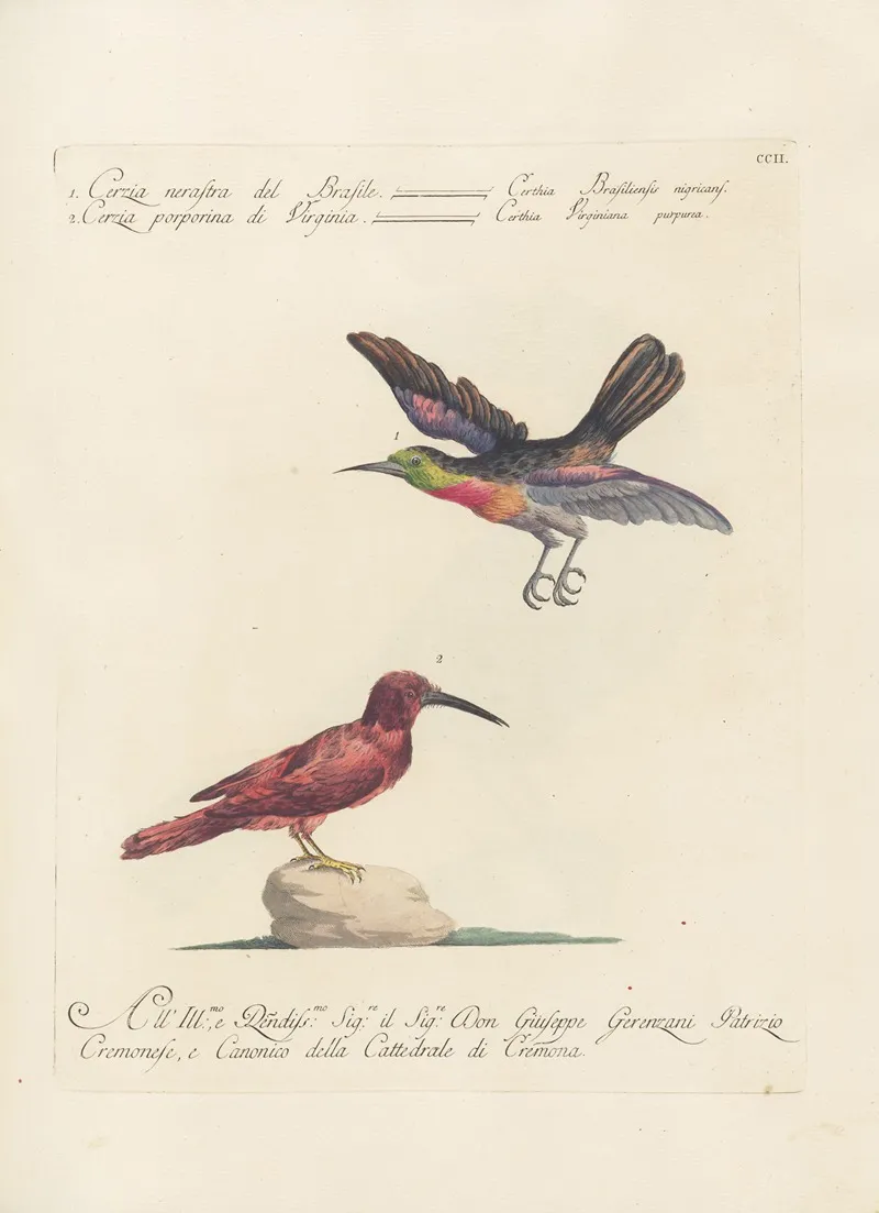 Ornithologia Methodice Digesta Pl 189 Wall Art by Saverio Manetti - High-Resolution Digital Print