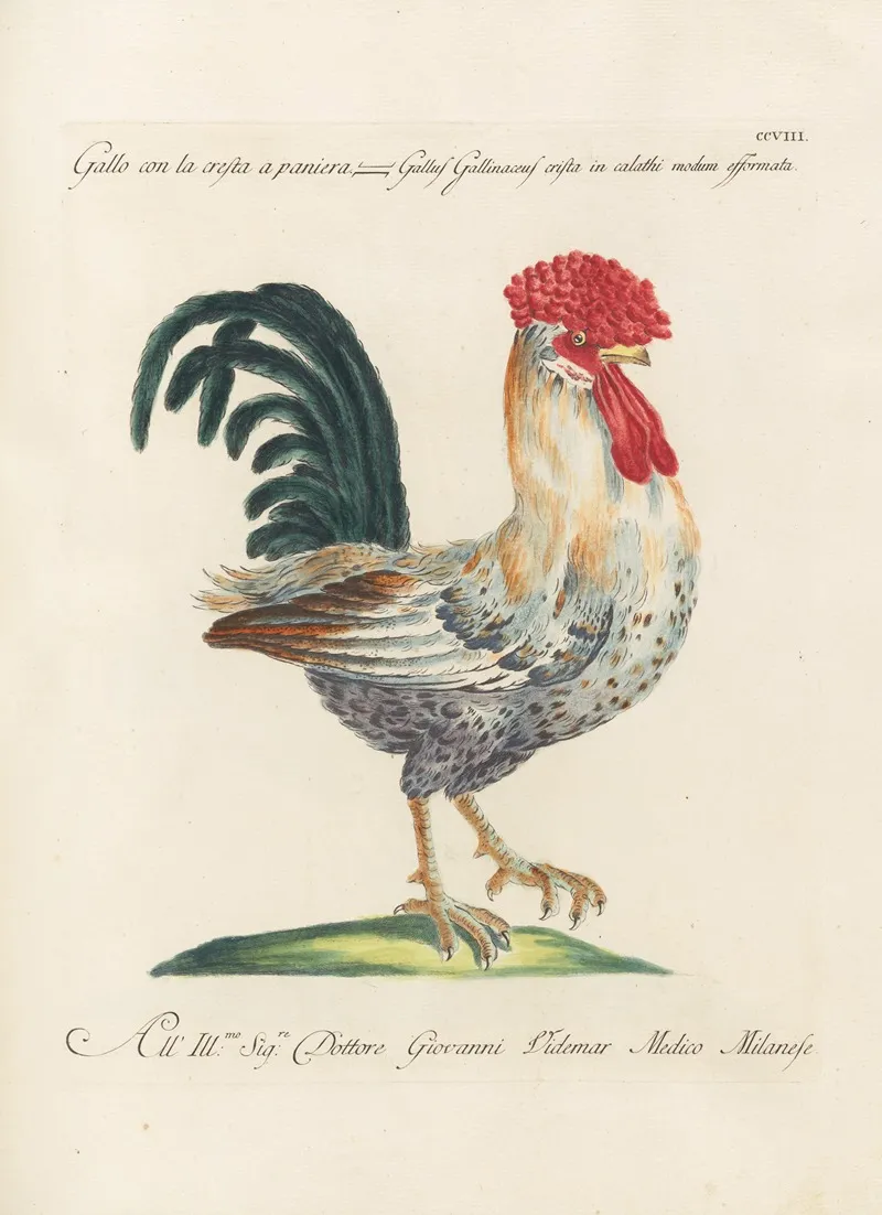 Ornithologia Methodice Digesta Pl 190 Wall Art by Saverio Manetti - High-Resolution Digital Print