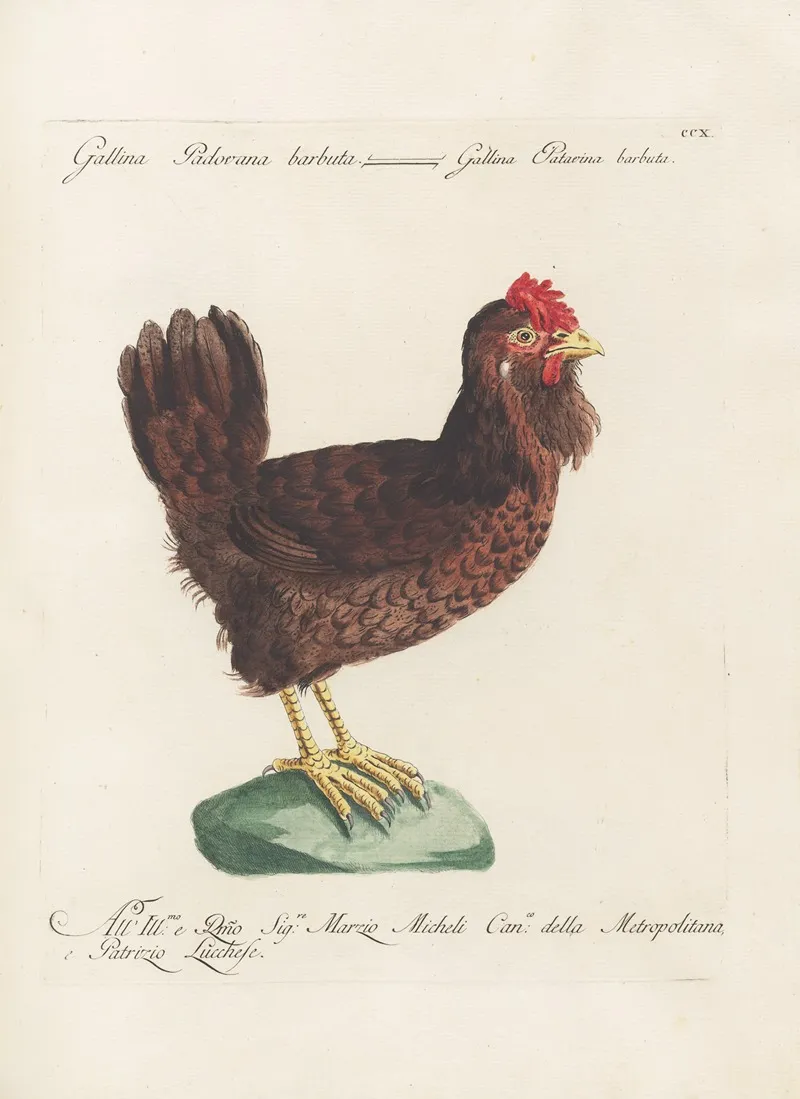 Ornithologia Methodice Digesta Pl 192 Wall Art by Saverio Manetti - High-Resolution Digital Print