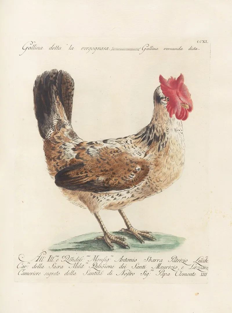 Ornithologia Methodice Digesta Pl 193 Wall Art by Saverio Manetti - High-Resolution Digital Print