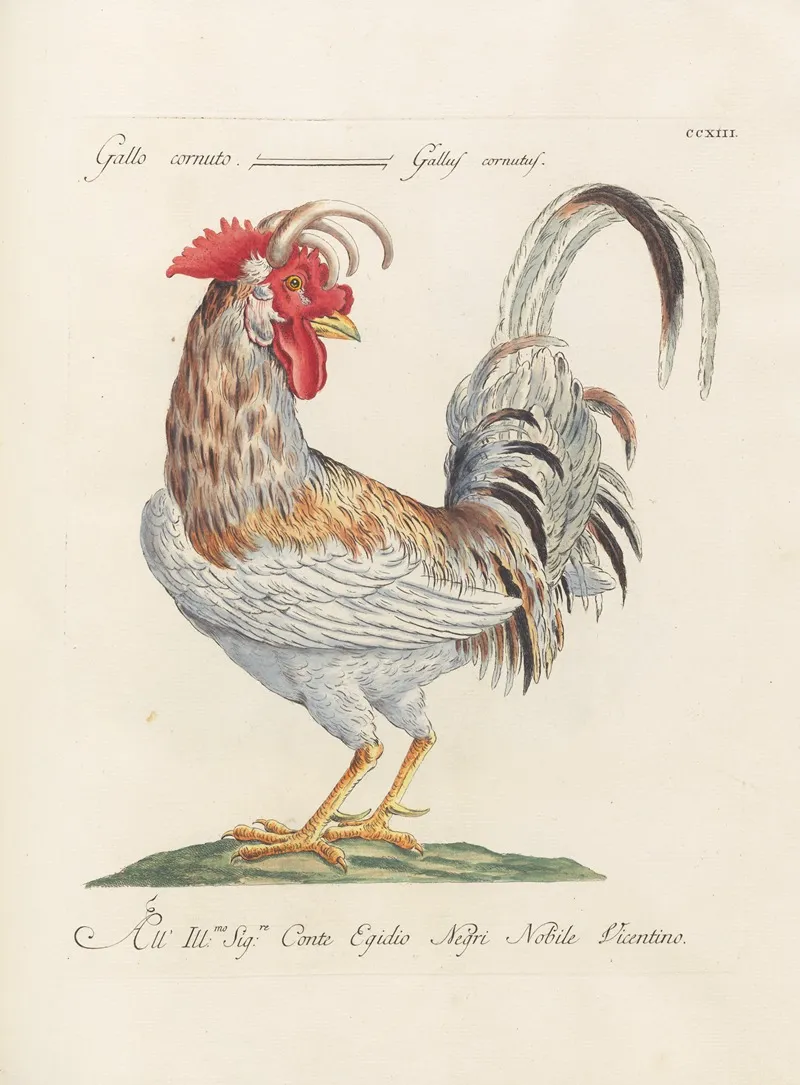 Ornithologia Methodice Digesta Pl 195 Wall Art by Saverio Manetti - High-Resolution Digital Print