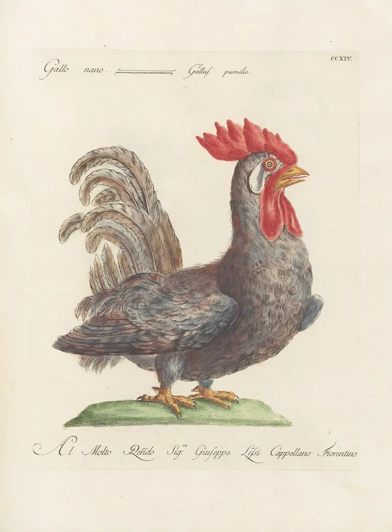 Ornithologia Methodice Digesta Pl 196 Wall Art by Saverio Manetti - High-Resolution Digital Print