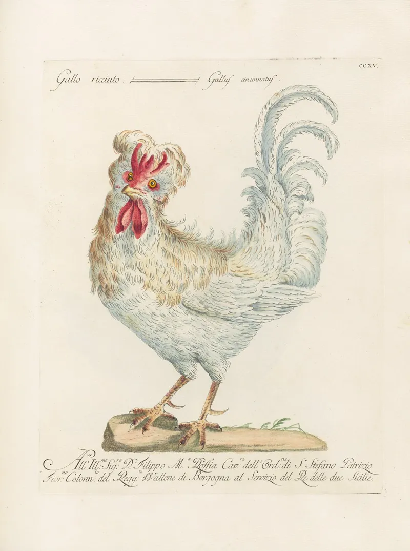 Ornithologia Methodice Digesta Pl 197 Wall Art by Saverio Manetti - High-Resolution Digital Print