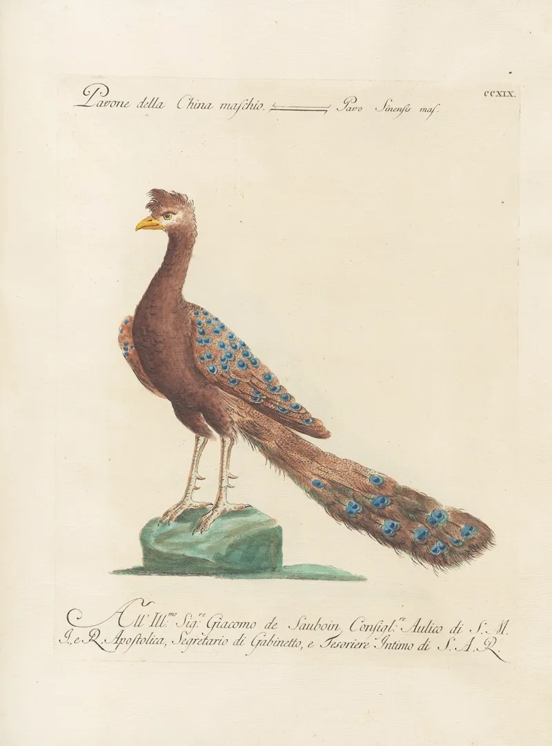 Ornithologia Methodice Digesta Pl 201 Wall Art by Saverio Manetti - High-Resolution Digital Print
