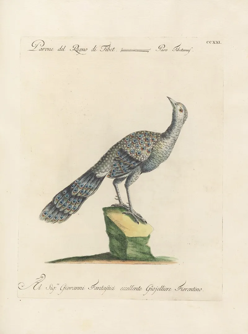Ornithologia Methodice Digesta Pl 203 Wall Art by Saverio Manetti - High-Resolution Digital Print