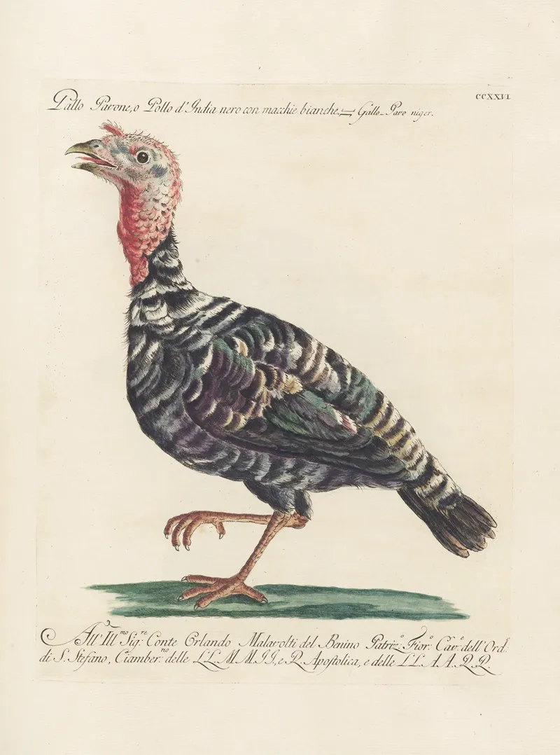 Ornithologia Methodice Digesta Pl 208 Wall Art by Saverio Manetti - High-Resolution Digital Print