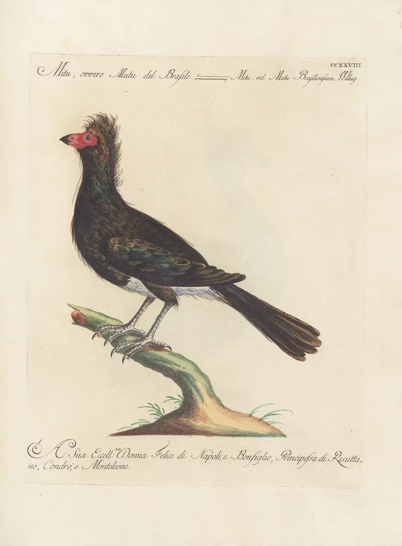 Ornithologia Methodice Digesta Pl 210 Wall Art by Saverio Manetti - High-Resolution Digital Print