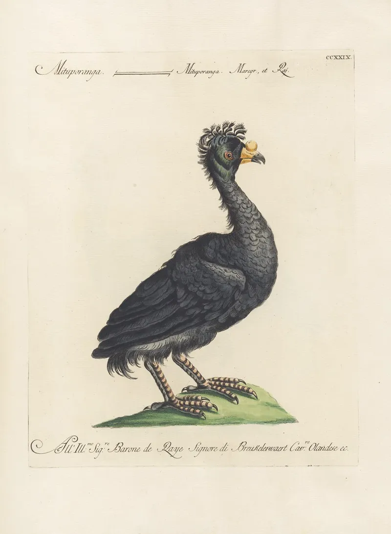 Ornithologia Methodice Digesta Pl 211 Wall Art by Saverio Manetti - High-Resolution Digital Print