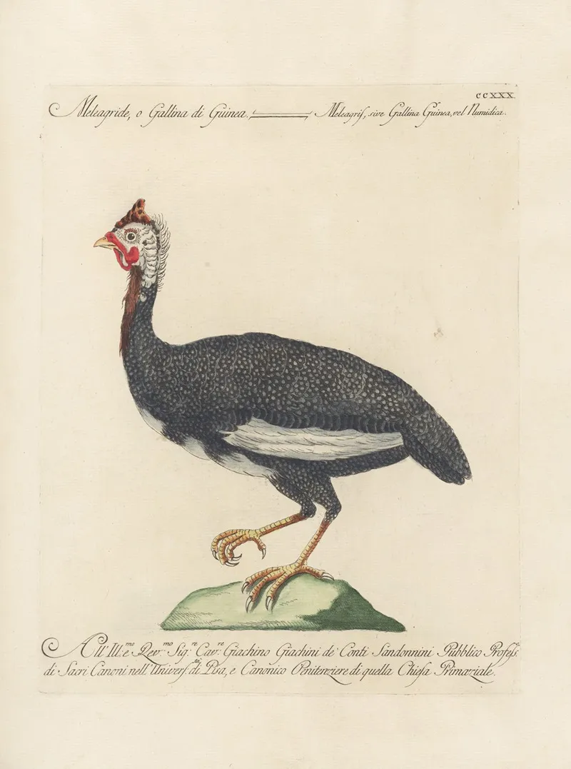 Ornithologia Methodice Digesta Pl 212 Wall Art by Saverio Manetti - High-Resolution Digital Print