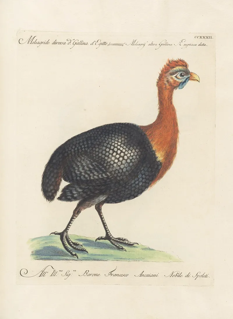 Ornithologia Methodice Digesta Pl 214 Wall Art by Saverio Manetti - High-Resolution Digital Print