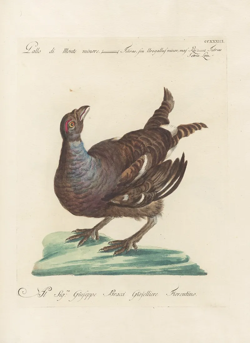 Ornithologia Methodice Digesta Pl 215 Wall Art by Saverio Manetti - High-Resolution Digital Print