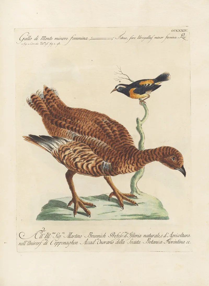 Ornithologia Methodice Digesta Pl 216 Wall Art by Saverio Manetti - High-Resolution Digital Print