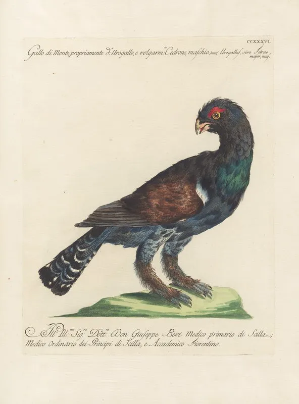 Ornithologia Methodice Digesta Pl 218 Wall Art by Saverio Manetti - High-Resolution Digital Print