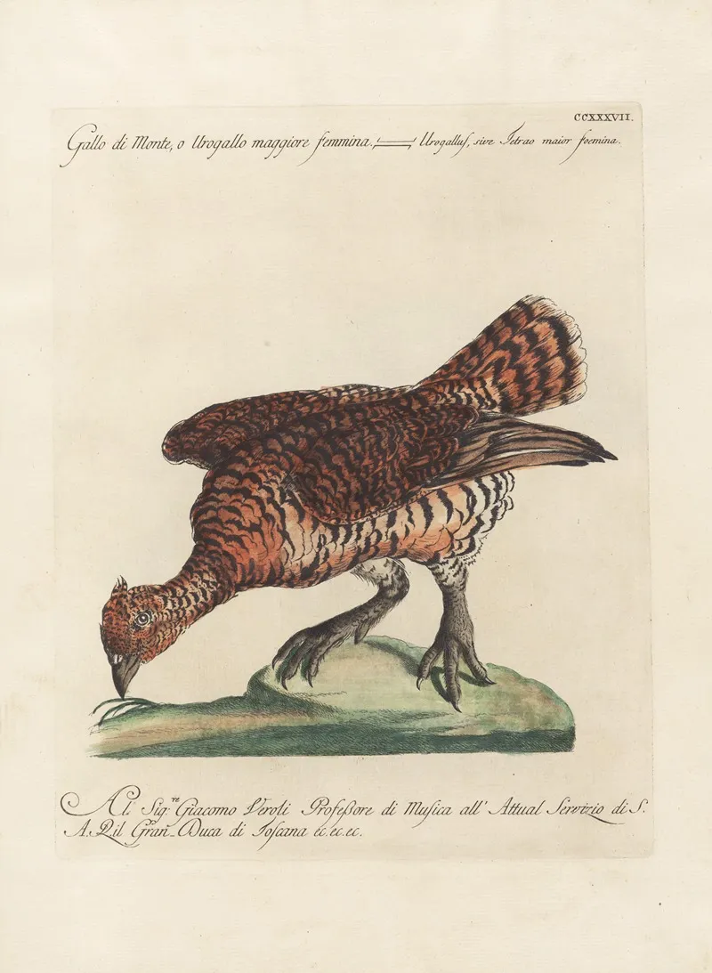 Ornithologia Methodice Digesta Pl 219 Wall Art by Saverio Manetti - High-Resolution Digital Print