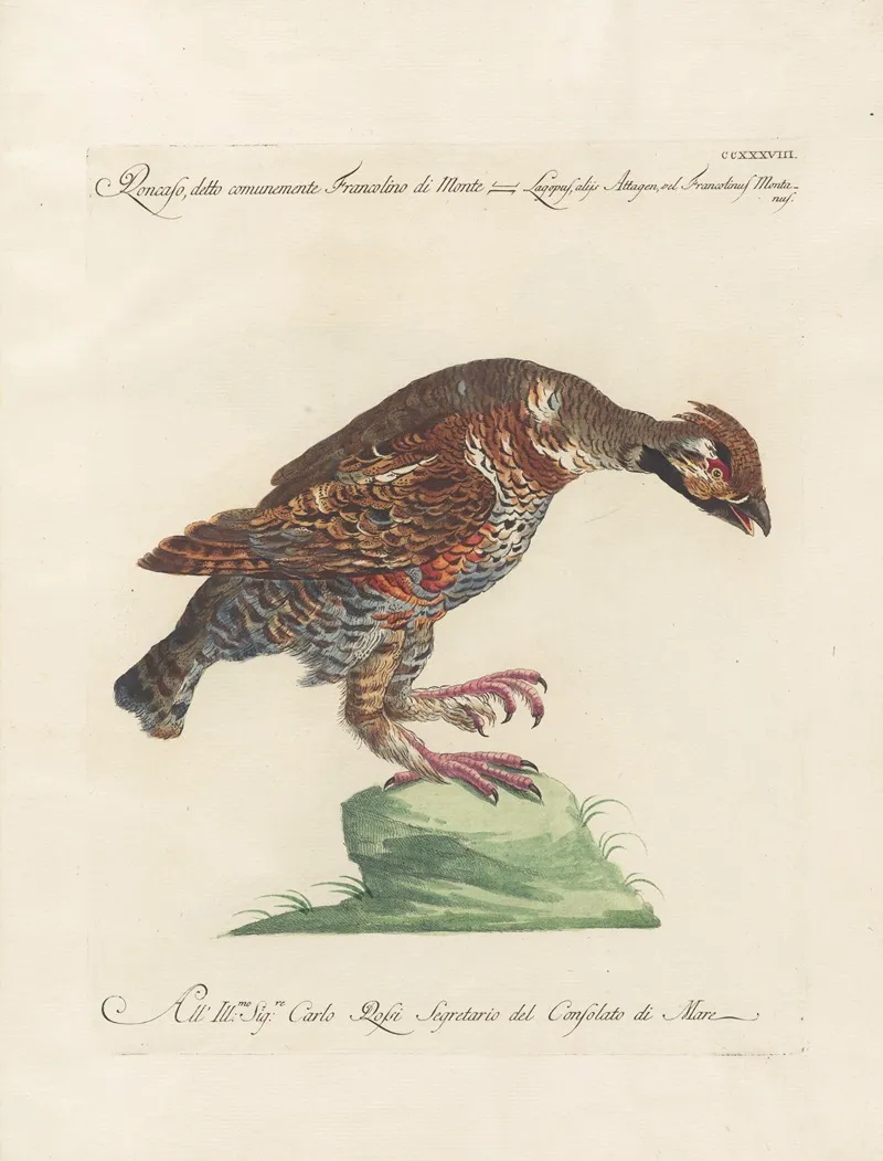 Ornithologia Methodice Digesta Pl 220 Wall Art by Saverio Manetti - High-Resolution Digital Print