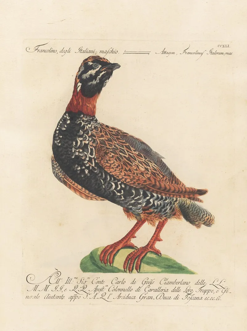 Ornithologia Methodice Digesta Pl 223 Wall Art by Saverio Manetti - High-Resolution Digital Print