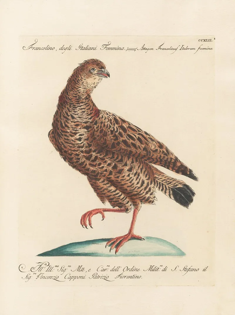 Ornithologia Methodice Digesta Pl 224 Wall Art by Saverio Manetti - High-Resolution Digital Print