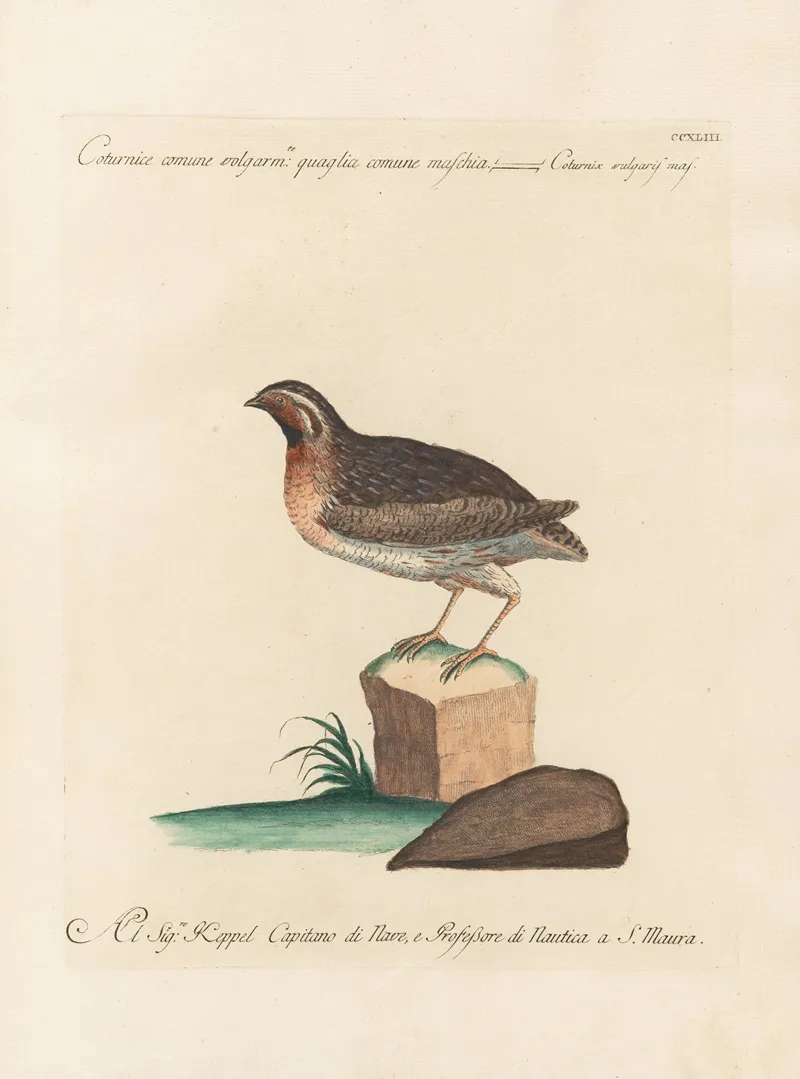 Ornithologia Methodice Digesta Pl 225 Wall Art by Saverio Manetti - High-Resolution Digital Print