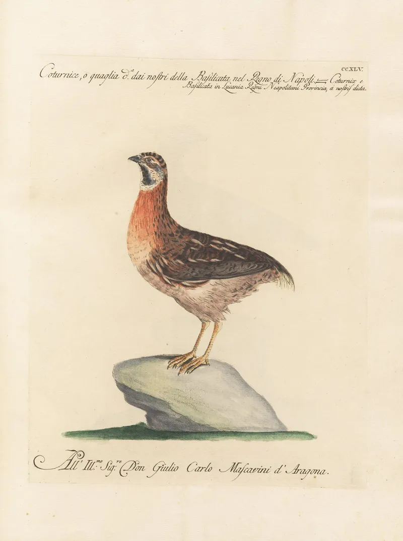 Ornithologia Methodice Digesta Pl 227 Wall Art by Saverio Manetti - High-Resolution Digital Print