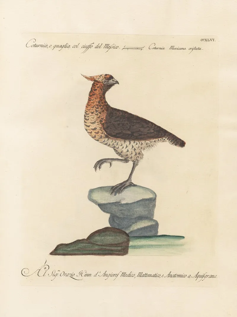 Ornithologia Methodice Digesta Pl 228 Wall Art by Saverio Manetti - High-Resolution Digital Print
