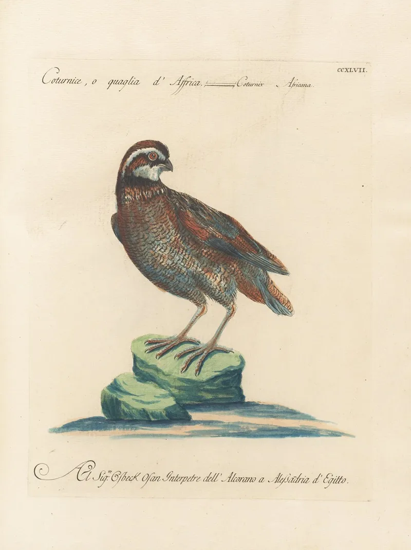 Ornithologia Methodice Digesta Pl 229 Wall Art by Saverio Manetti - High-Resolution Digital Print