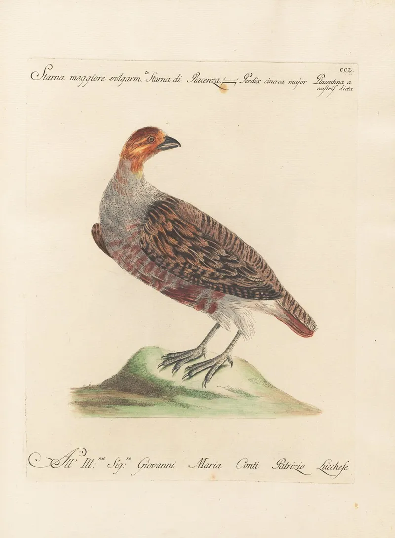 Ornithologia Methodice Digesta Pl 232 Wall Art by Saverio Manetti - High-Resolution Digital Print