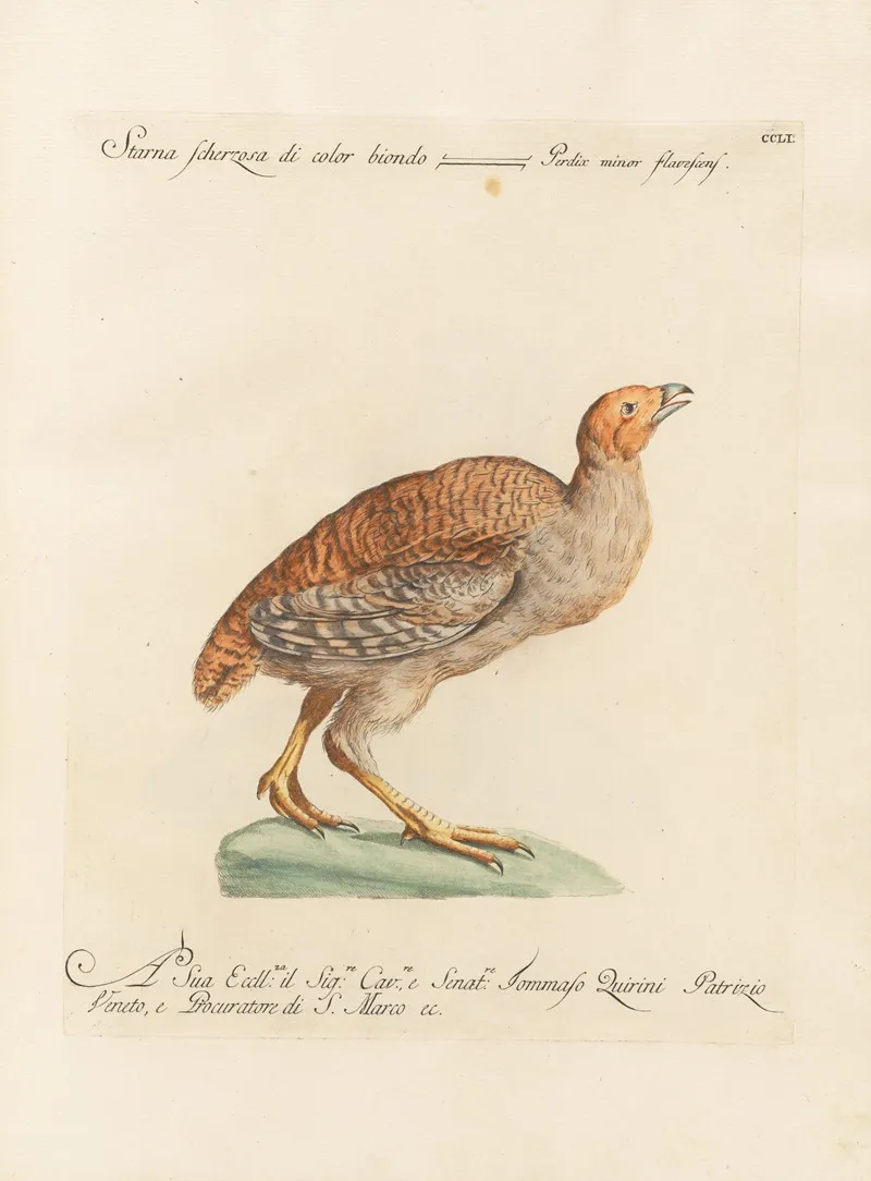 Ornithologia Methodice Digesta Pl 233 Wall Art by Saverio Manetti - High-Resolution Digital Print