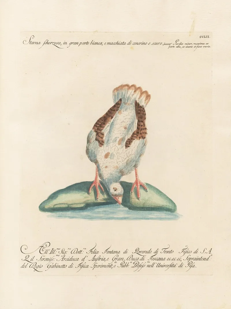 Ornithologia Methodice Digesta Pl 234 Wall Art by Saverio Manetti - High-Resolution Digital Print